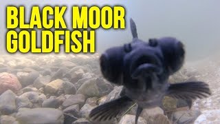 NEW Black Moor Goldfish for Pool Pond!