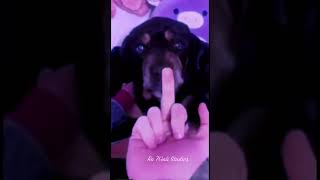 Dogs React To Middle Finger