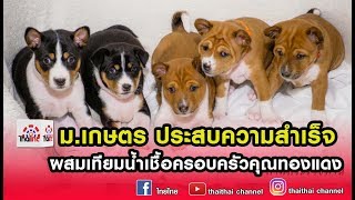 ข่าวไทยไทย | ม.เกษตร ประสบความสำเร็จ ผสมเทียมน้ำเชื้อครอบครัวคุณทองแดง   09/10/62