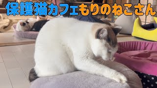 保護猫カフェもりのねこさん・猫不足の方には素敵な空間です