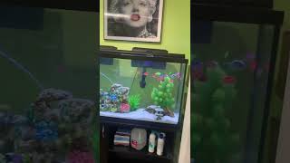 Fish Room Tour🐠 (5 aquariums)