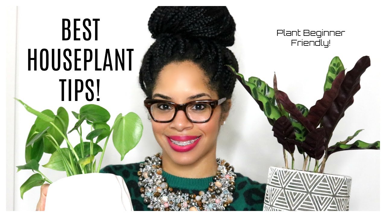 Best Houseplant Tips Youtube