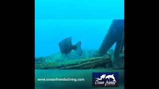 Inmersión Pecio El Meridian con Ocean Friends buceo