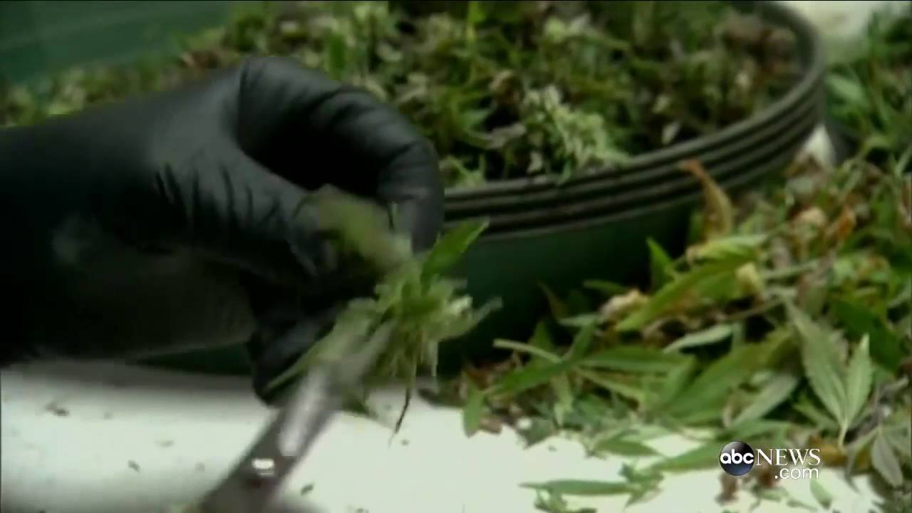 DEA Denies Petitions To Reclassify Marijuana - YouTube