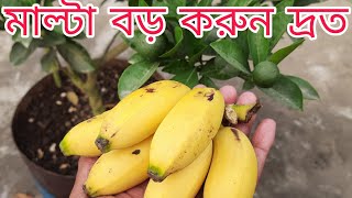 মাল্টা গাছের খাদ্য প্রয়োগ | টবে মাল্টা গাছের পরিচর্যা | মাল্টা গাছের পরিচর্যা/টবে মাল্টা চাষ পদ্ধতি