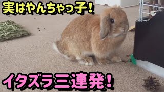 人懐っこいうさぎもイタズラする【Rabbit playing pranks】