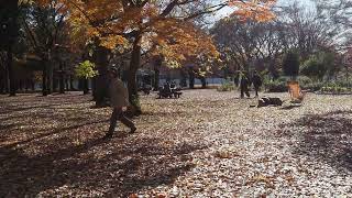 紅葉散歩　代々木公園　2024/12/07 a8