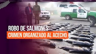 La mafia del robo de salmón: Asaltos cada vez más violentos #ReportajesT13