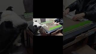 边牧软软万字牌识牌训练 #狗狗麻将 #games #宠物麻将 #麻将 #pets #funny