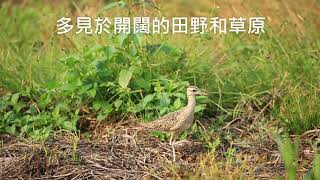 Little Curlew 小杓鷸