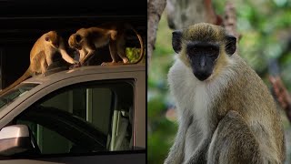 These Monkeys Call a Florida Airport Home