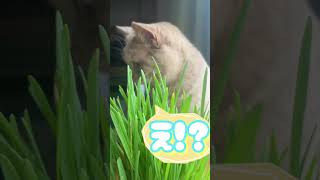 かくれんぼ？ hide and seek  #shorts #cat #おもしろ動画 #ねこ