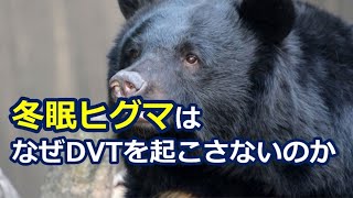 【総合診療】冬眠ヒグマが深部静脈血栓症を起こさない理由