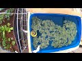 Duckweed 8 hrs timelaps.