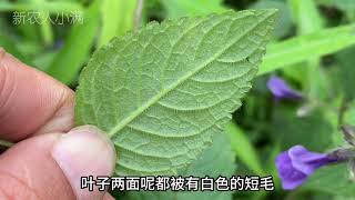 毛麝香价值厉害了！号称“植物界的麝香”，遇到挖一些回家