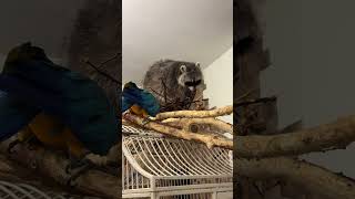 #shorts Parrot Baron and raccoon Marcel. Funny animals. Попугай Барон и енот Марсель.