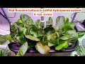 Red Romaine Lettuce in LetPot hydroponics system - A real review