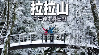 最美拉拉山下雪奇觀 台灣少見神木蓋滿白雪 免塞車人少又舒適