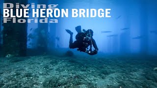 Florida's Best Shore Dive - Diving The Blue Heron Bridge