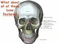 bone names have meaning part 1 get started