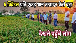 धान पैदावार 5 क्विंटल/ एकड़ कैसे बढ़ा ? छत्तीसगढ़ में। Chhattisgarh Me Best Dhan #omprakashausar