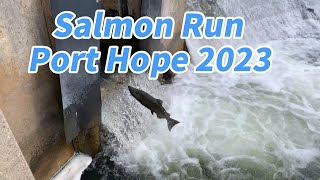 Salmon Run Port Hope|三文鱼洄游|Salmón Run Puerto Esperanza|Saumon à Port Hope|Lachslauf Port Hope