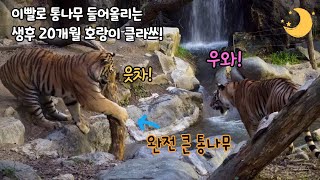 ★에버랜드 한국호랑이★ 이게 바로 태범이 무궁이 클라쓰! 생후 20개월 호랑이의 멋진 힘자랑 / 엄마 건곤이와 시간차 두고 똑같은 행동하는 무궁이