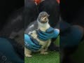 那須どうぶつ王国のジェンツーペンギンの雛🐧