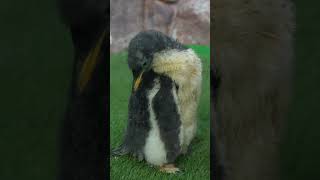 那須どうぶつ王国のジェンツーペンギンの雛🐧