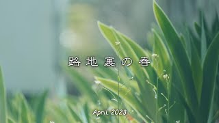 2023「 路地裏の春 」｜スイセン｜ムスカリ｜シバザクラ｜サクラ 散り花