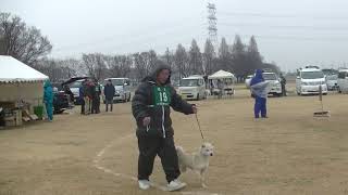 北海道犬保存会　関東連合支部展覧会　若犬牝組　特良１席　ピリカウパシ