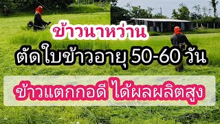 ตัดใบข้าวนาหว่าน⁉️ควรตัดช่วงอายุ 50-60วัน ข้าวงามแตกกอดีได้ผลิตสูง