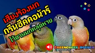 เสียงนกแก้วกรีนชีค ชัด200% ไว้ตามหานกหลุดหาย Greencheek sounds