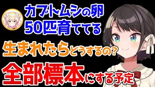 昆虫ブリーダーねねちが育てている卵の話に恐怖するスバル【ホロライブ／大空スバル／桃鈴ねね／切り抜き】