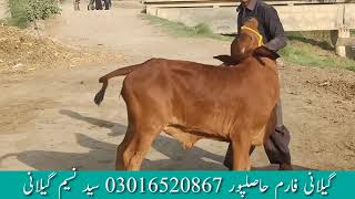 2،cow,far sale sahiwal 22,6,2020