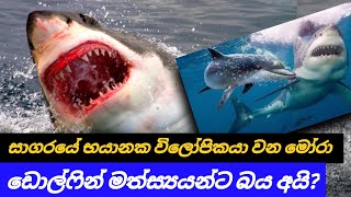 why sharks scared to dolphins. | ඇයි මිනී කන මෝරුන් පවා ඩොල්ෆින් මත්ස්‍යයන්ට මෙච්චර බය.