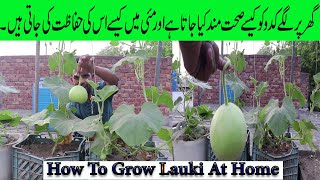 How To Grow Kadu / Lauki / Bottle Gourd at Home