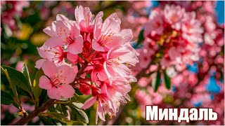 Миндаль низкий степной на Урале