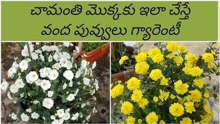 చామంతి పువ్వులు #How to get more flowers in Chamanthi plant/Chysanthemum plant