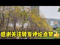 福州人好悠闲，港头公园黄色风铃木花好漂亮，福州来了就不想走！