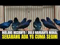 NASIB MALANG SI BURUNG IMPORT INI ! DULU MAHAL SEKARANG CUMA RATUSAN RIBU !