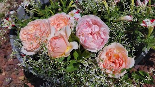 David Austin rose | Evelyn rose | Spring 2022 | How different rootstocks can effect the rose growth