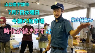 【魚市場】【時化続き】【天然ヒラメ】今朝の魚市場7月7日水曜日の水揚げ状況