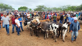 GADO DE LUXO SÓ EM CACHOEIRINHA-PE   13-02-2025 #nordeste