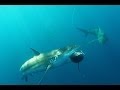 See southern blue fin tuna attacked and eaten by sharks kangaroo Island