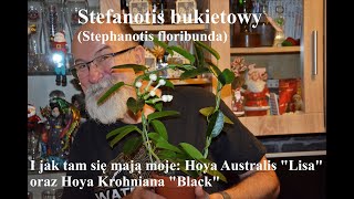 Stefanotis Bukietowy (Stephanotis floribunda) oraz co nieco o dwoch hojach.