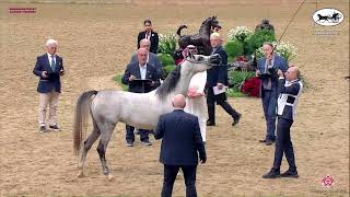 N 156 MOTATRA AL ENAYA   Doha International Arabian Horse Show 2023   Fillies 3 Years Old Class 3B