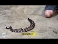 top 5 deadliest snakes – secrets of silent predators