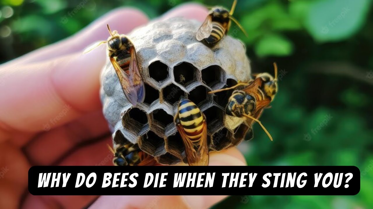 Why Do Bees Die When They Sting You ? - YouTube