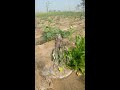 sufeda safaida eucalyptus farming complete details in urdu